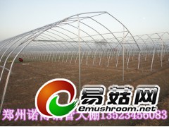 蘑菇降温大棚的建造及使用方法图1