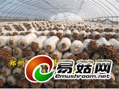 蘑菇降温大棚的建造及使用方法图2