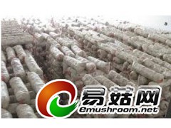 好色的武香一号5万菌棒图1