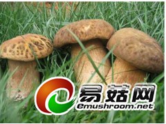 收购优质红蘑菇松蘑菇、榛蘑菇图2