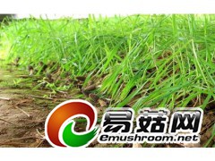 求购野生羊肚菌图1