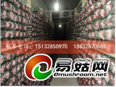 供应杏鲍菇出菇网格，蘑菇网片图1