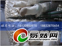 供应杏鲍菇出菇网格，蘑菇网片图2