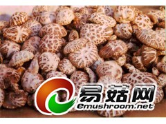 求购各种鲜品食用菌图1