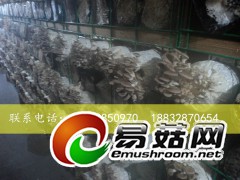 供应出菇网格，蘑菇网片，杏鲍菇网格，厂家自产自销，质量保证图3