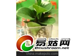 供应玻璃水养瓶图1