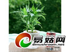 供应玻璃水养瓶图2