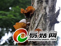 求购木耳、香菇图1