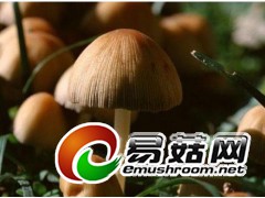 求购蘑菇种植技术图1