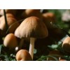 求购蘑菇种植技术