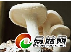 求购蘑菇、木耳图1