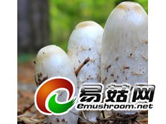 求购野生蘑菇图1