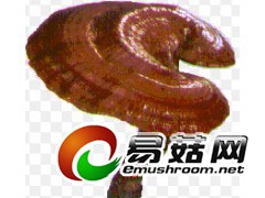 求购灵芝图1