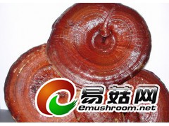 求购灵芝图1
