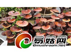 求购野生灵芝图1