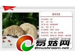 野生灵芝-琼洲岛白芝图1