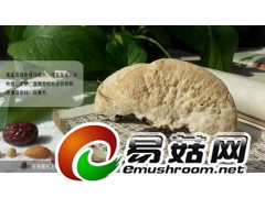 野生灵芝-琼洲岛白芝图2