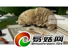 野生灵芝-琼洲岛白芝图3