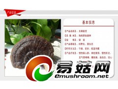 野生灵芝-琼洲岛无柄紫芝图1