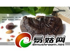 野生灵芝-琼洲岛无柄紫芝图2