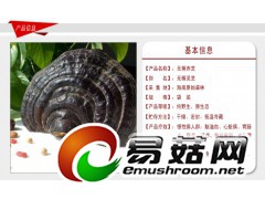 野生灵芝-琼洲岛无柄赤芝图1