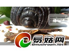 野生灵芝-琼洲岛无柄赤芝图2