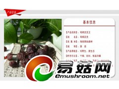 野生灵芝-琼洲岛弯柄灵芝王图1