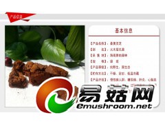 野生灵芝-琼洲岛桑黄灵芝图1