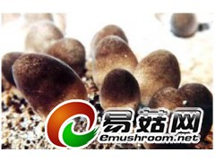 求购草菇图1