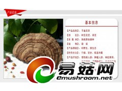 野生灵芝-琼洲岛平盖灵芝图1