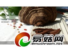 野生灵芝-琼洲岛平盖灵芝图2