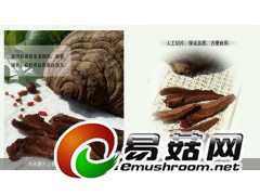 野生灵芝-琼洲岛平盖灵芝图3