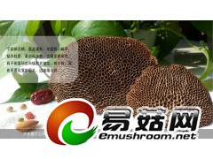 野生灵芝-琼洲岛蜂窝灵芝图2