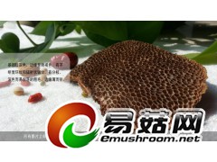 野生灵芝-琼洲岛蜂窝灵芝图3