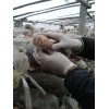 菌类净化手套
