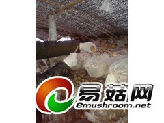 菌类净化手套图2