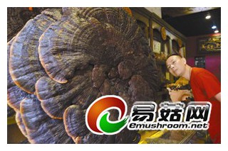 世界罕見三百年“靈芝王”亮相文博宮 ()