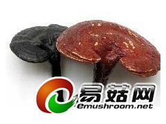 求购野生灵芝图1