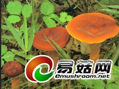 求购野生菌图1