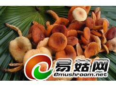 求购野生菌鲜品图1