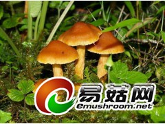 求购野生菌云南野生菌牛肝菌图1