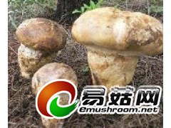 求购老人头菌图1