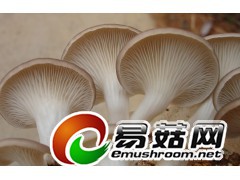 求购东北野生猴头 蘑菇,木耳图2