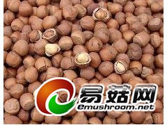 求购野生榛子图1