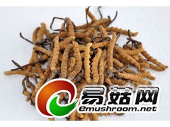 求购大量虫草图1