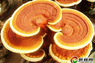 干杉產靈芝仙草深受消費者喜愛 一年賣出三千萬 ()