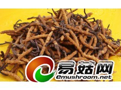 求购昆明虫草虫草回收图1