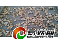 中小型双孢菇烘干蘑菇烘干四川食用菌烘干机图1