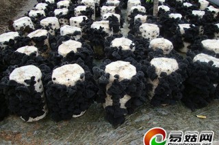 蛟河市黃松甸鎮(zhèn)“全民”種木耳 木耳產業(yè)化開啟致富路 ()