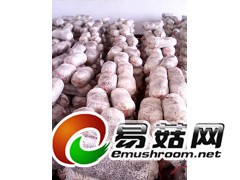 山东供应高产抗病平菇，秀珍菇菌种，出菇菌棒图1